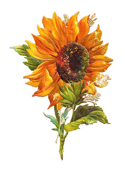 Antique Images: Free Flower Graphic: Sunflower Clip Art of ...