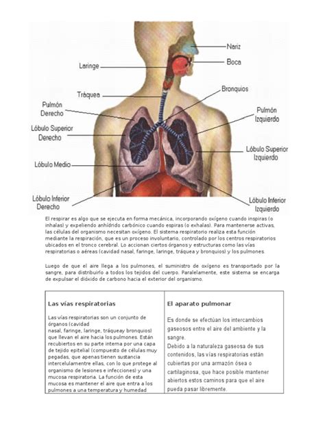 Antomia, Fisiologia, Higiene y Enfermedades Del Aparato Repirator I o ...