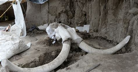 antrophistoria: Encuentran dos esqueletos de mamut durante la ...