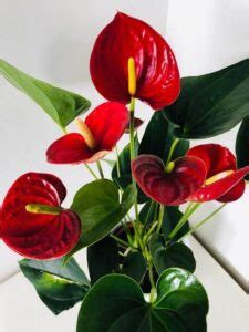 Anturio, la flor del amor   Tipos y cuidados   Casa Web