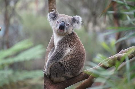 Antykoncepcja dla misiów koala szansą na przetrwanie dla eukaliptusów ...