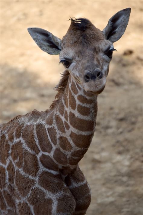 Anuncian el nacimiento de otra jirafa en el Zoológico de ...