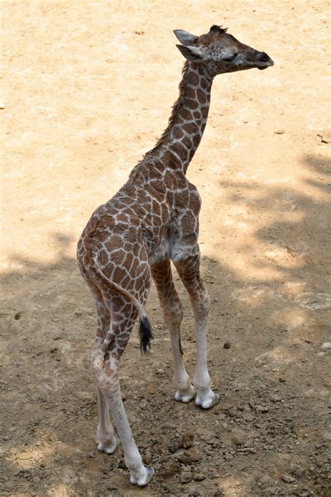 Anuncian el nacimiento de otra jirafa en el Zoológico de ...