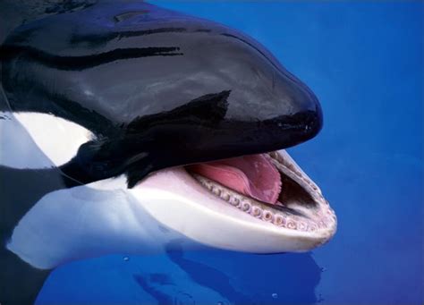 Apaixonados por Pets:  A Orca