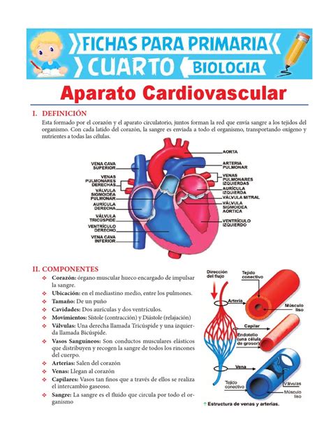 Aparato Cardiovascular para Cuarto de Primaria.pdf ...
