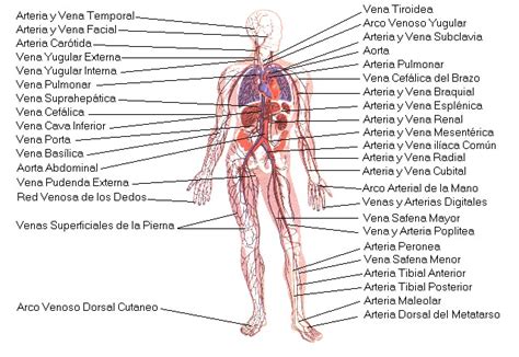 Aparato Circulatorio   Aparatos   Cuerpo Humano   TAFAD ...