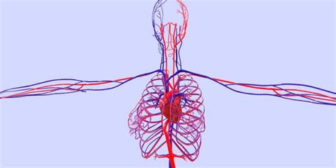 Aparato Circulatorio: Concepto, Función y Estructura