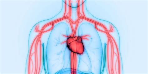 Aparato Circulatorio: Concepto, Función y Estructura