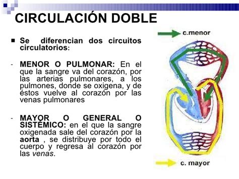 Aparato circulatorio detallado