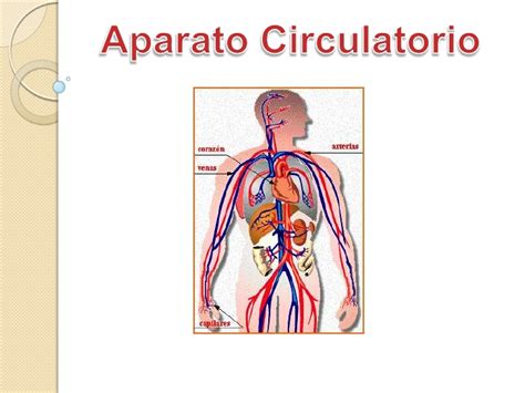 Aparato Circulatorio  Guia Practica