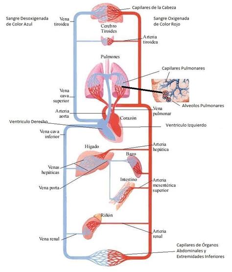 Aparato Circulatorio Humano Aprende Facil | Anatomia y fisiologia ...