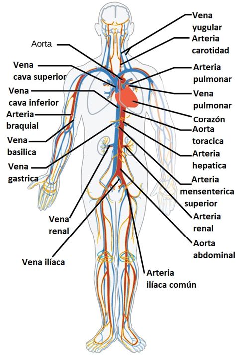 Aparato circulatorio o sistema circulatorio del cuerpo humano