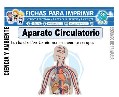 Aparato Circulatorio para Segundo de Primaria   Fichas ...