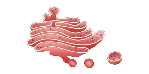 Aparato de Golgi: estructura, funciones y características