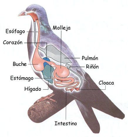 aparato digestivo de las aves | Aves, Animales vertebrados, Biologia animal