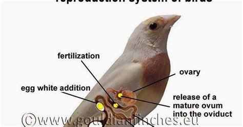 .: APARATO REPRODUCTOR FEMENINO DE LOS PAJAROS