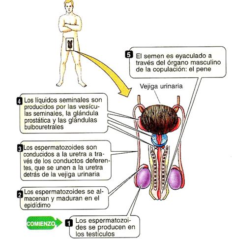 Aparato reproductor masculino » Blog de Biología