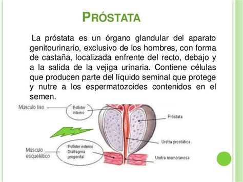 Aparato reproductor masculino gva