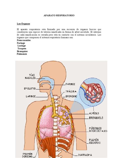 Aparato Res | PDF | Pulmón | Sistema respiratorio