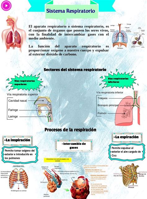 APARATO RESPIRATORIO | Aparato respiratorio, Auxiliar de enfermeria ...