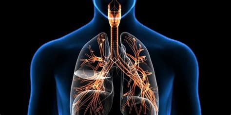 Aparato Respiratorio   Concepto, funciones y órganos