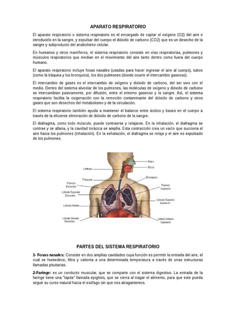 APARATO RESPIRATORIO.docx | Respiratory System | Lung