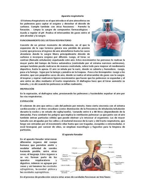 Aparato Respiratorio Fonador y Resonador | Sistema respiratorio | Pulmón