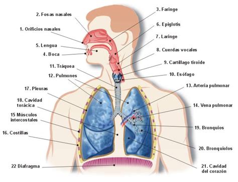 Aparato respiratorio   Información médica en Ferato, enciclopedia de la ...