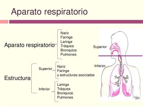 Aparato respiratorio