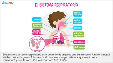 Aparato respiratorio o sistema respiratorio | Árbol ABC