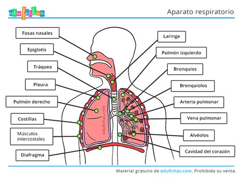 Aparato Respiratorio para Niños. Ficha con las Partes. PDF