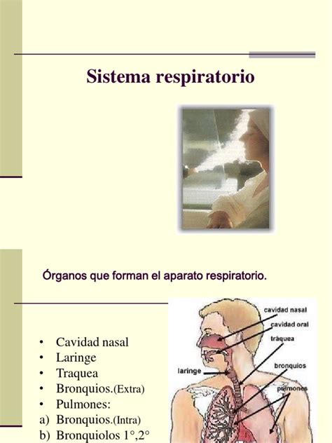 Aparato respiratorio.pdf | Epitelio | Olfato