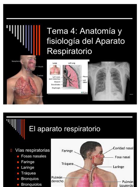 Aparato Respiratorio | PDF