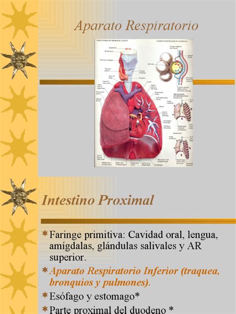 Aparato Respiratorio | PDF | Pulmón | Epitelio