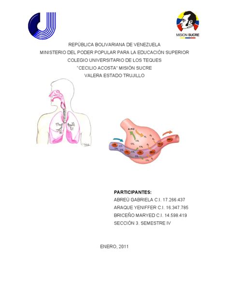 Aparato Respiratorio | Pulmón | Sistema respiratorio