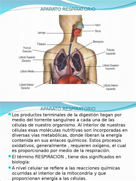 APARATO RESPIRATORIO | Pulmón | Sistema respiratorio