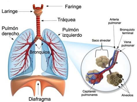 Aparato respiratorio: qué es, función, partes, enfermedades + imágenes