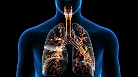 Aparato respiratorio: qué es, funciones, partes, enfermedades