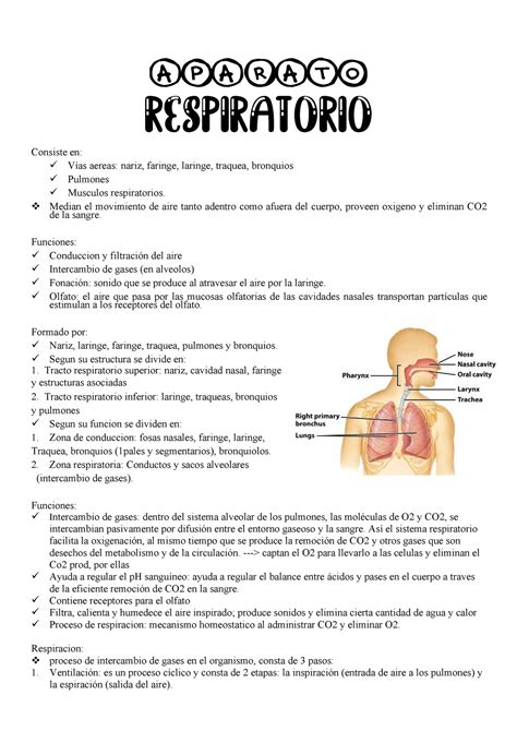Aparato respiratorio resumen 1   Aparato Respiratorio Consiste en: Vías ...