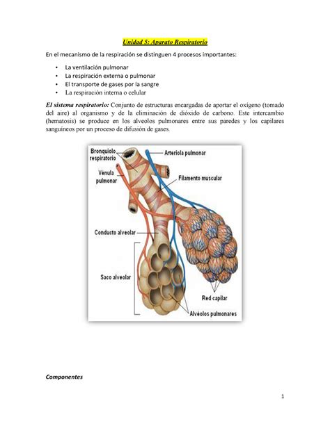 Aparato Respiratorio   Resumen Gray s Anatomy for Students   StuDocu