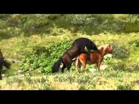 apareamiento animal salvaje caballo cruza burro