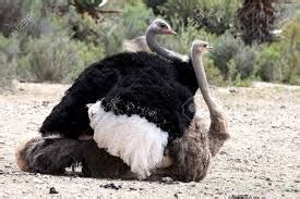 apareamiento de avestruces un evento natural muy curioso