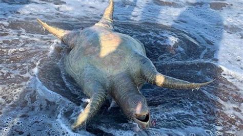 Aparecen animales muertos en Mar de Cortés tras derrame de Grupo México ...