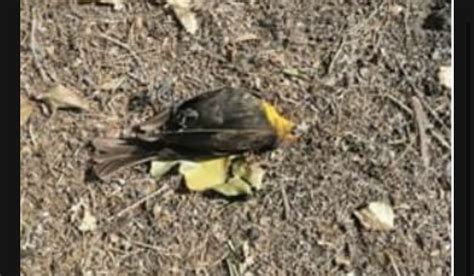 Aparecen pájaros muertos y provocan foco de infección en la zona ...