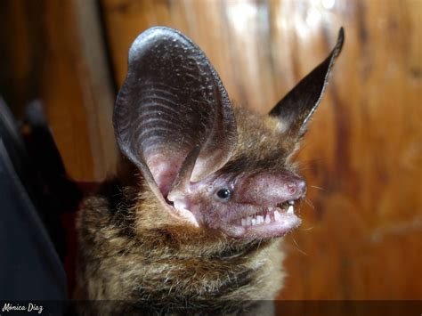 Aparición de murciélagos: «Son autóctonos de Tierra del Fuego ...