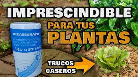 Aplica BICARBONATO en tus Plantas y MIRA QUE PASA | Fungicida Casero e ...