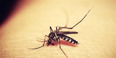 Aplicación Android para espantar mosquitos