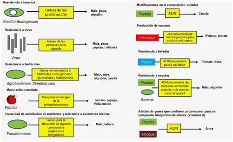 Aplicaciones de la Biología molecular en la Biotecnología ...