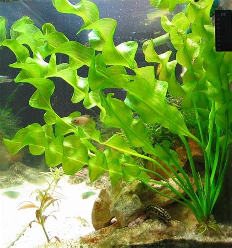 Aponogeton ulvaceus from web.forumacvarist.ro | fish tank ...