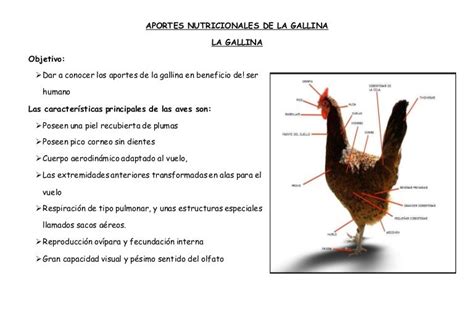 Aportes nutricionales de la gallina